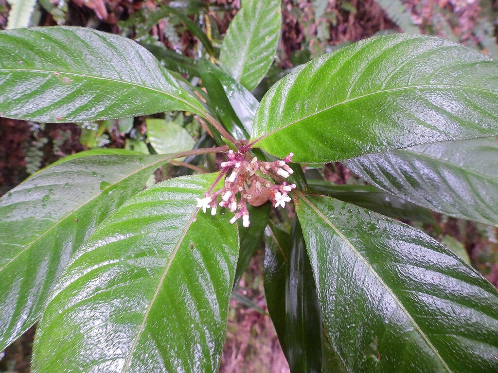 Ophiorrhiza australiana