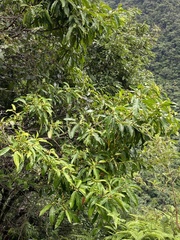 Ficus nervosa