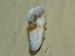 Negeta luminosa