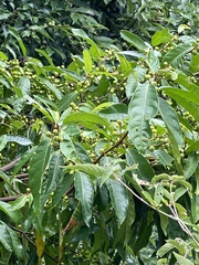 Ficus nervosa