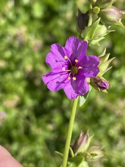 Mirabilis laevis