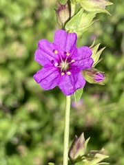 Mirabilis laevis