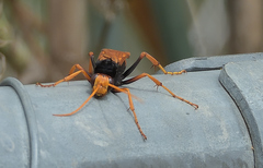 Cryptocheilus bicolor