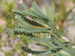 Banksia formosa