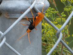 Cryptocheilus bicolor