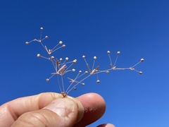 Hypertelis umbellata