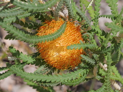 Banksia formosa