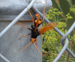 Cryptocheilus bicolor