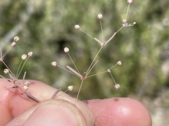 Hypertelis umbellata
