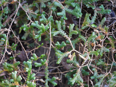 Selaginella sanguinolenta