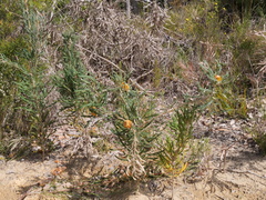 Banksia formosa