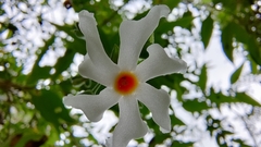Nyctanthes arbor-tristis