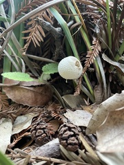 Leucocoprinus