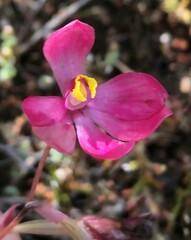Thelymitra × macmillanii