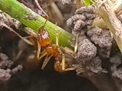 Aphaenogaster pythia