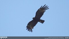 Ictinaetus malaiensis