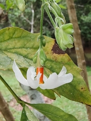 Nyctanthes arbor-tristis