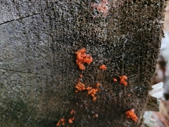 Dacrymyces chrysospermus