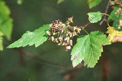 Physocarpus capitatus