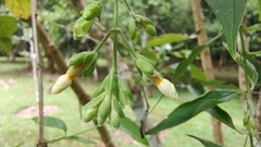 Nyctanthes arbor-tristis