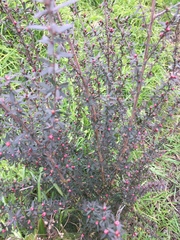 Leptospermum scoparium