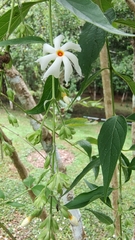 Nyctanthes arbor-tristis
