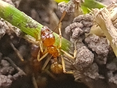Aphaenogaster pythia