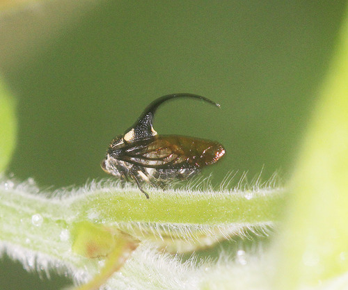 Romachaeta brachynotum, 2022-09-27