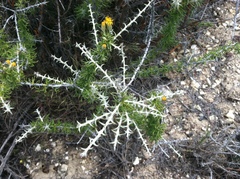 Tetradymia spinosa