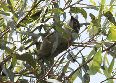 Melithreptus brevirostris