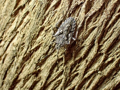 Alcaeus varicornis