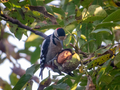 Dendrocopos syriacus