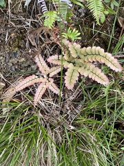 Adiantum flabellulatum