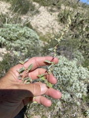 Atriplex barclayana