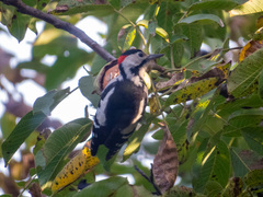 Dendrocopos syriacus