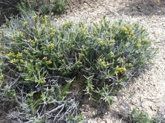 Tetradymia spinosa