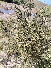 Koeberlinia spinosa