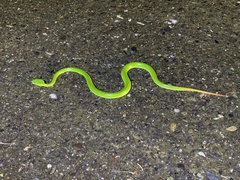 Trimeresurus stejnegeri