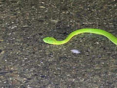 Trimeresurus stejnegeri