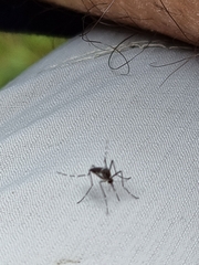 Aedes notoscriptus