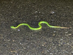 Trimeresurus stejnegeri