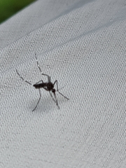 Aedes notoscriptus