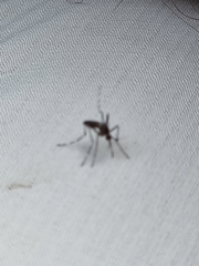 Aedes notoscriptus