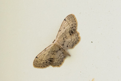 Idaea dimidiata
