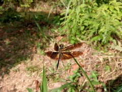 Rhyothemis obsolescens