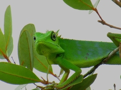 Bronchocela cristatella