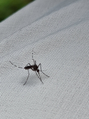 Aedes notoscriptus