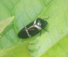 Cosmoscarta lestachei