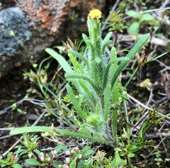 Podotheca angustifolia