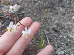 Cyanella
